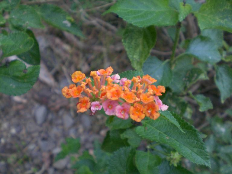 20070901T081342_cimg0958.jpg