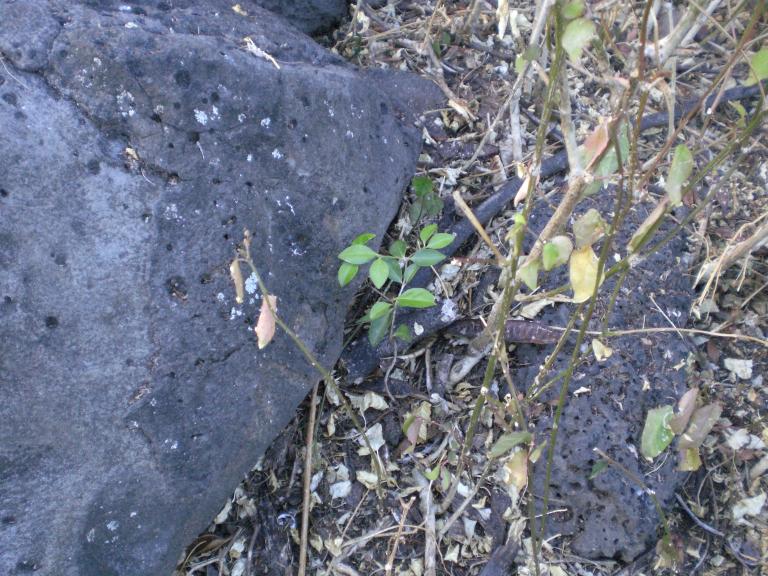 20070901T084626_cimg0969.jpg