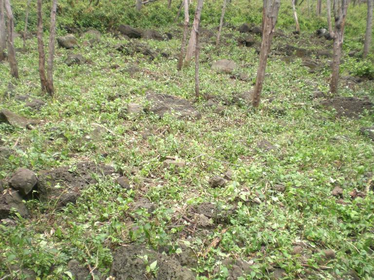 20080524T114034_cimg2064.jpg