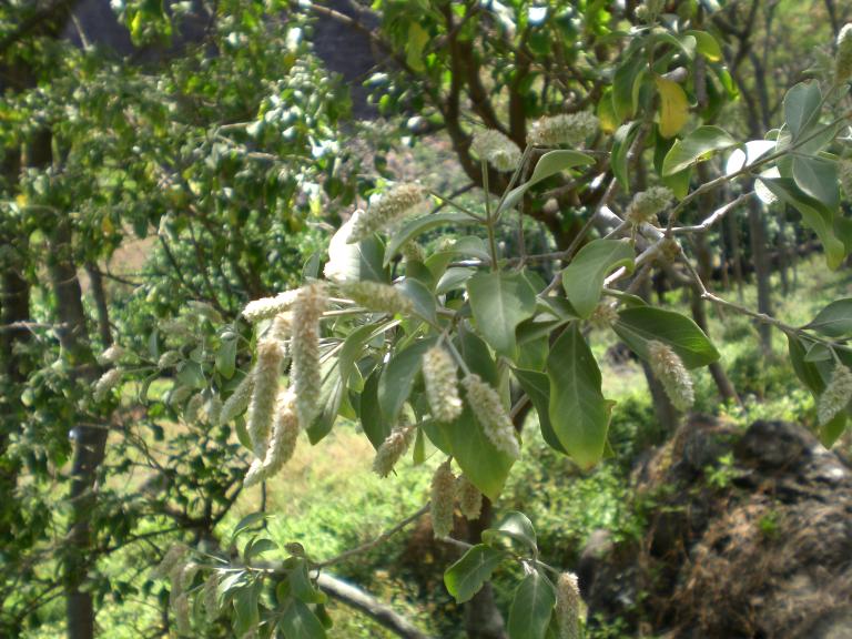 20080525T120016_cimg2093.jpg