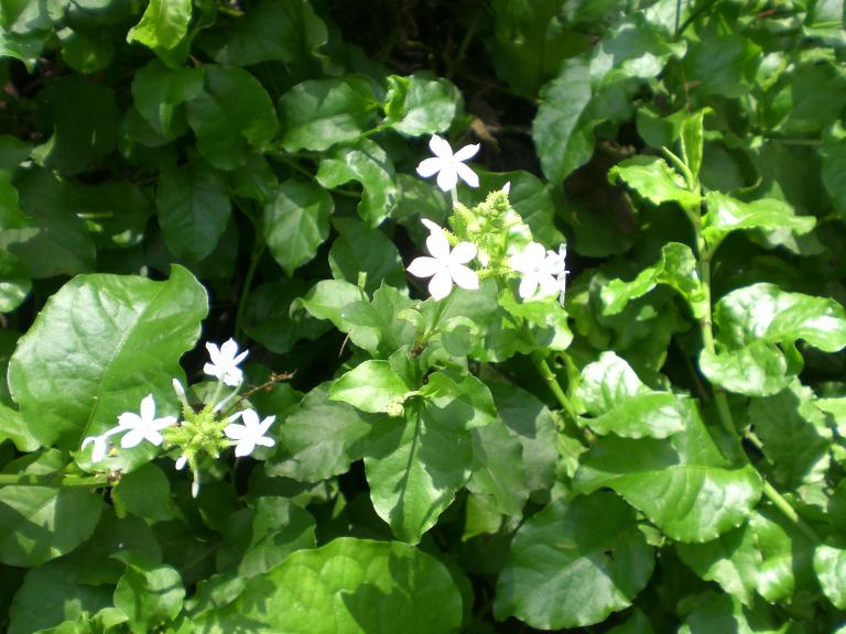 20080525T120252_cimg2095.jpg
