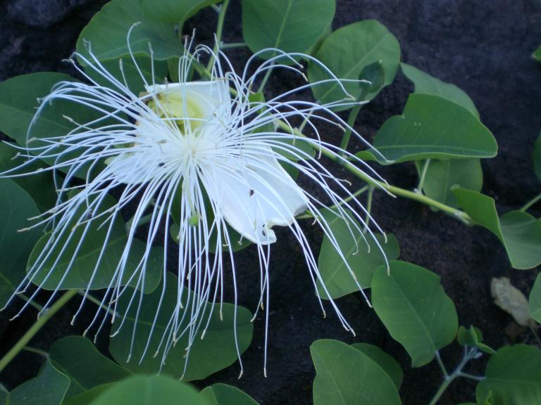20080726T104808_cimg2314.jpg