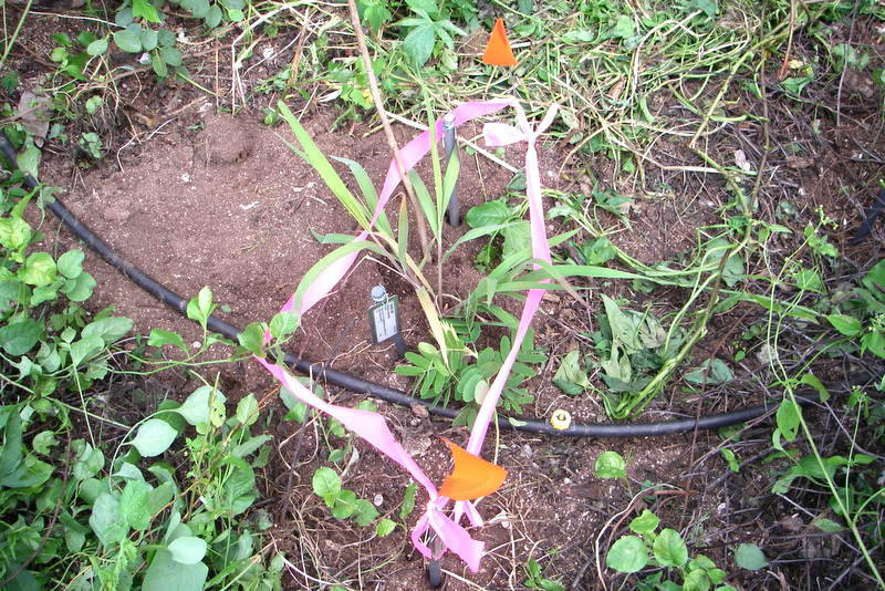 054cFeb13_lauehu_ohai.jpg