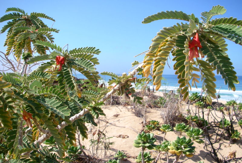 054d_OhaiPolihale.JPG